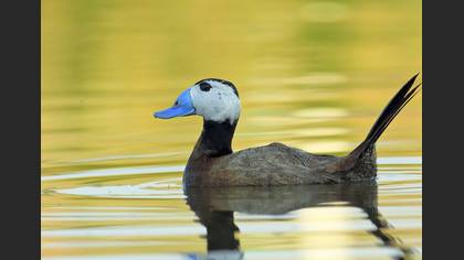 Dikkuyruk » White-headed Duck » Oxyura leucocephala