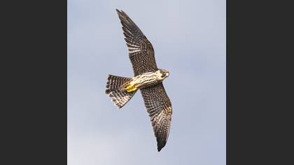 Delice doğan » Eurasian Hobby » Falco subbuteo