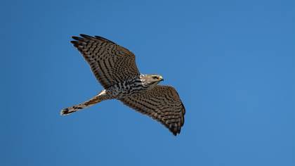 Yaz atmacası » Levant Sparrowhawk » Tachyspiza brevipes