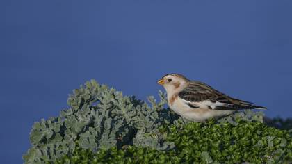 Alaca kirazkuşu » Snow Bunting » Plectrophenax nivalis