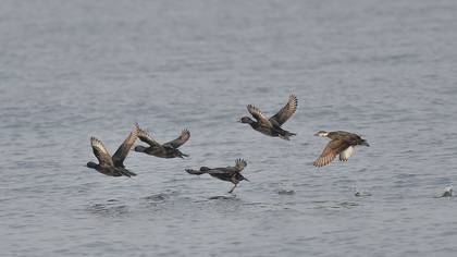 Kara ördek » Common Scoter » Melanitta nigra