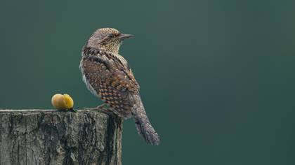 Boyunçeviren » Eurasian Wryneck » Jynx torquilla