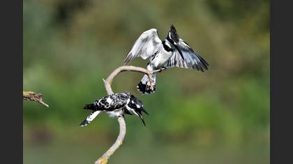 Alaca yalıçapkını » Pied Kingfisher » Ceryle rudis