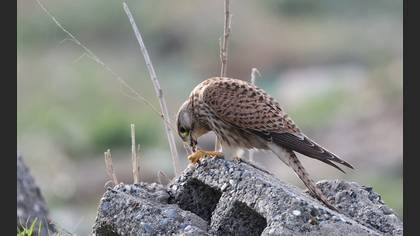 Kerkenez » Common Kestrel » Falco tinnunculus
