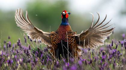 Sülün