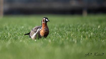 Sibirya kazı » Red-breasted Goose » Branta ruficollis