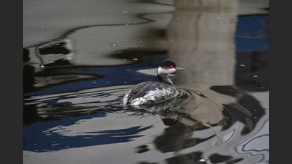 Karaboyunlu batağan » Black-necked Grebe » Podiceps nigricollis