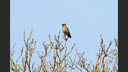 İpekkuyruk » Bohemian Waxwing » Bombycilla garrulus