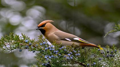 İpekkuyruk » Bohemian Waxwing » Bombycilla garrulus