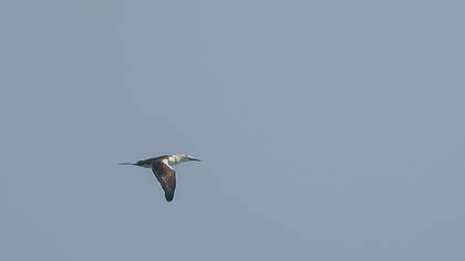 Sümsükkuşu » Northern Gannet » Morus bassanus
