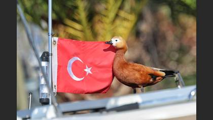Angıt