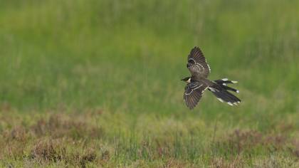 Tepeli guguk