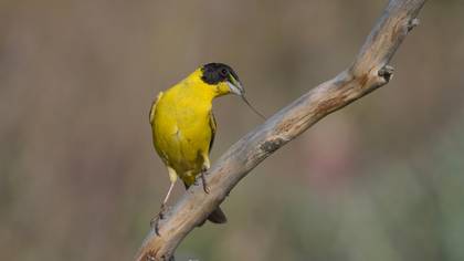 Karabaşlı kirazkuşu » Black-headed Bunting » Emberiza melanocephala