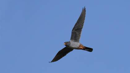 Ala doğan » Red-footed Falcon » Falco vespertinus