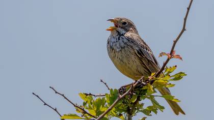 Tarla kirazkuşu » Corn Bunting » Emberiza calandra