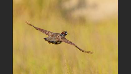 Turaç » Black Francolin » Francolinus francolinus