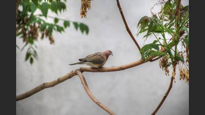 Küçük kumru » Laughing Dove » Spilopelia senegalensis