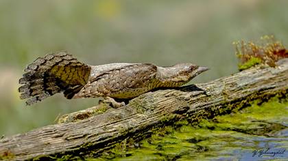 Boyunçeviren » Eurasian Wryneck » Jynx torquilla