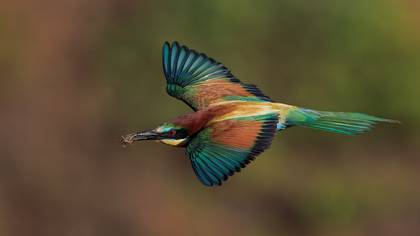 Arıkuşu » European Bee-eater » Merops apiaster