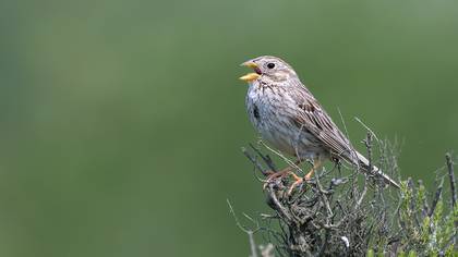Tarla kirazkuşu » Corn Bunting » Emberiza calandra