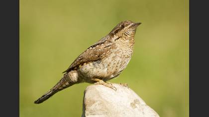 Boyunçeviren » Eurasian Wryneck » Jynx torquilla