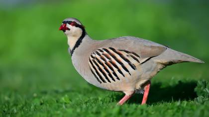 Kınalı keklik » Chukar Partridge » Alectoris chukar