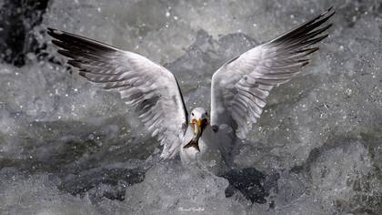 Van gölü martısı
