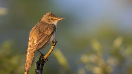 Büyük kamışçın » Great Reed Warbler » Acrocephalus arundinaceus