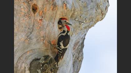 Ortanca ağaçkakan » Middle Spotted Woodpecker » Dendrocoptes medius