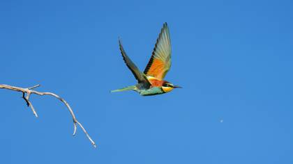 Arıkuşu » European Bee-eater » Merops apiaster