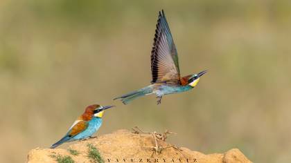 Arıkuşu » European Bee-eater » Merops apiaster