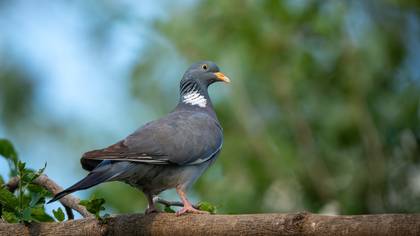 Tahtalı » Common Wood Pigeon » Columba palumbus