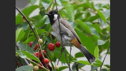 Akyanaklı arapbülbülü » White-eared Bulbul » Pycnonotus leucotis