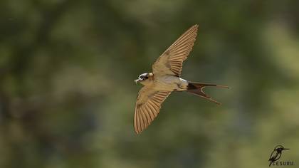 Kızıl kırlangıç » Red-rumped Swallow » Cecropis rufula