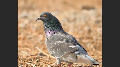 Kaya güvercini » Rock Dove » Columba livia