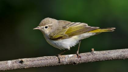 Boz çıvgın » Eastern Bonelli`s Warbler » Phylloscopus orientalis