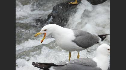 Van gölü martısı » Armenian Gull » Larus armenicus