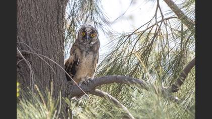Kulaklı orman baykuşu » Long-eared Owl » Asio otus