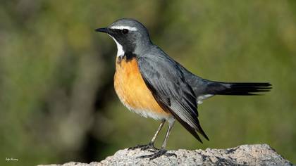 Taşbülbülü » White-throated Robin » Irania gutturalis
