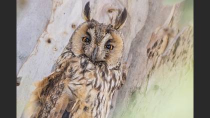 Kulaklı orman baykuşu » Long-eared Owl » Asio otus