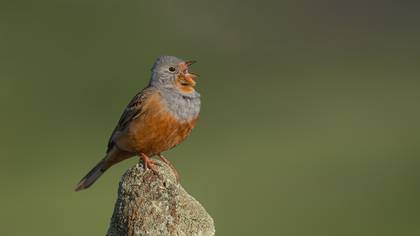 Kızıl kirazkuşu » Cretzschmar`s Bunting » Emberiza caesia