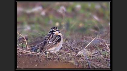 Çayır taşkuşu » Whinchat » Saxicola rubetra