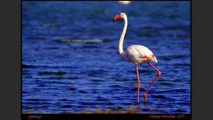Flamingo
