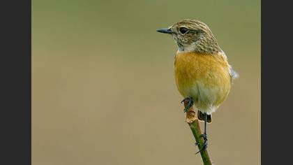 Taşkuşu » European Stonechat » Saxicola rubicola