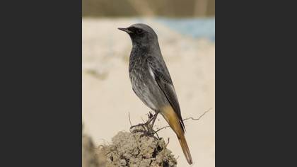 Kara kızılkuyruk » Black Redstart » Phoenicurus ochruros