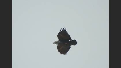 Kısakuyruklu kuzgun
