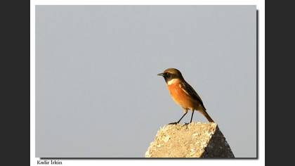 Taşkuşu » European Stonechat » Saxicola rubicola