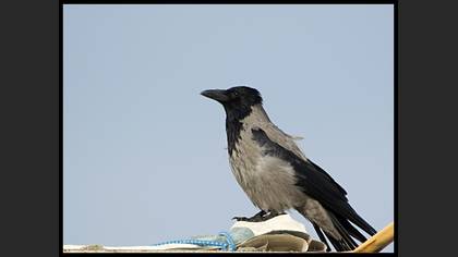 Leş kargası » Hooded Crow » Corvus cornix