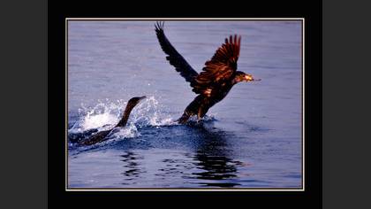 Karabatak » Great Cormorant » Phalacrocorax carbo
