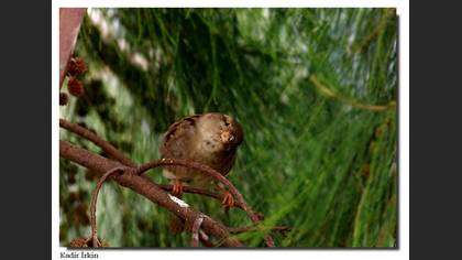 Serçe » House Sparrow » Passer domesticus